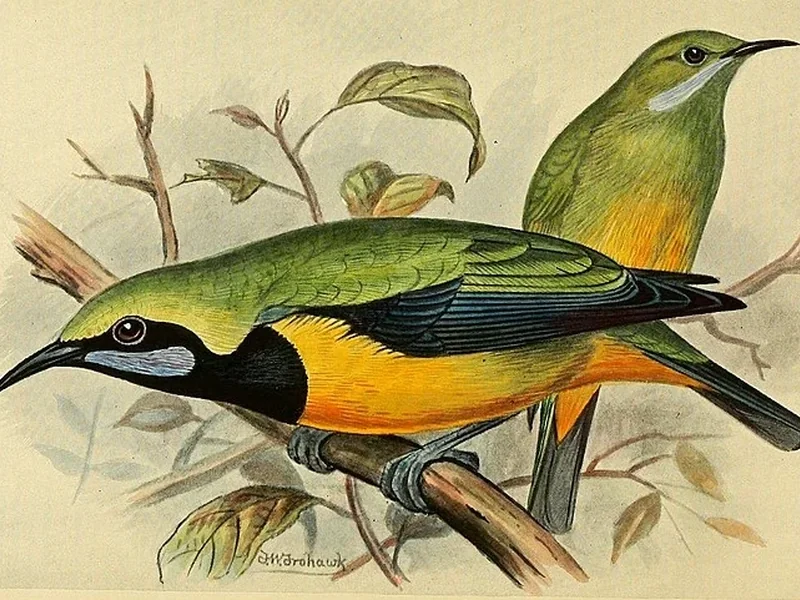 1861-Frederick William Frohawk - Chloropsis hardwickii
